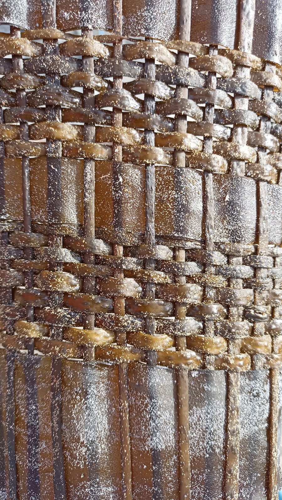 Algues - image de couverture